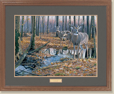 After The Rain-Whitetail Deer by Jim Kasper.